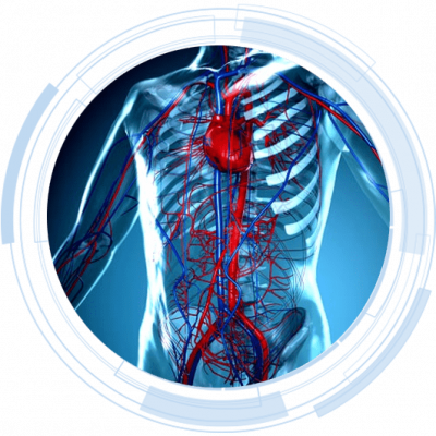 Anatomy of the heart 2